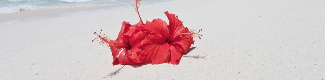 Discovering the Wonders of the Hibiscus: A Guide to its Characteristics and Comparisons to the Wonders of the World