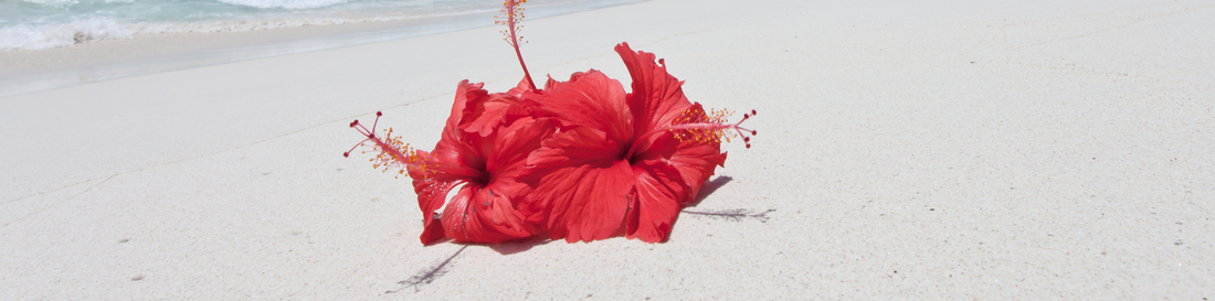 hibiscus flower on the beach