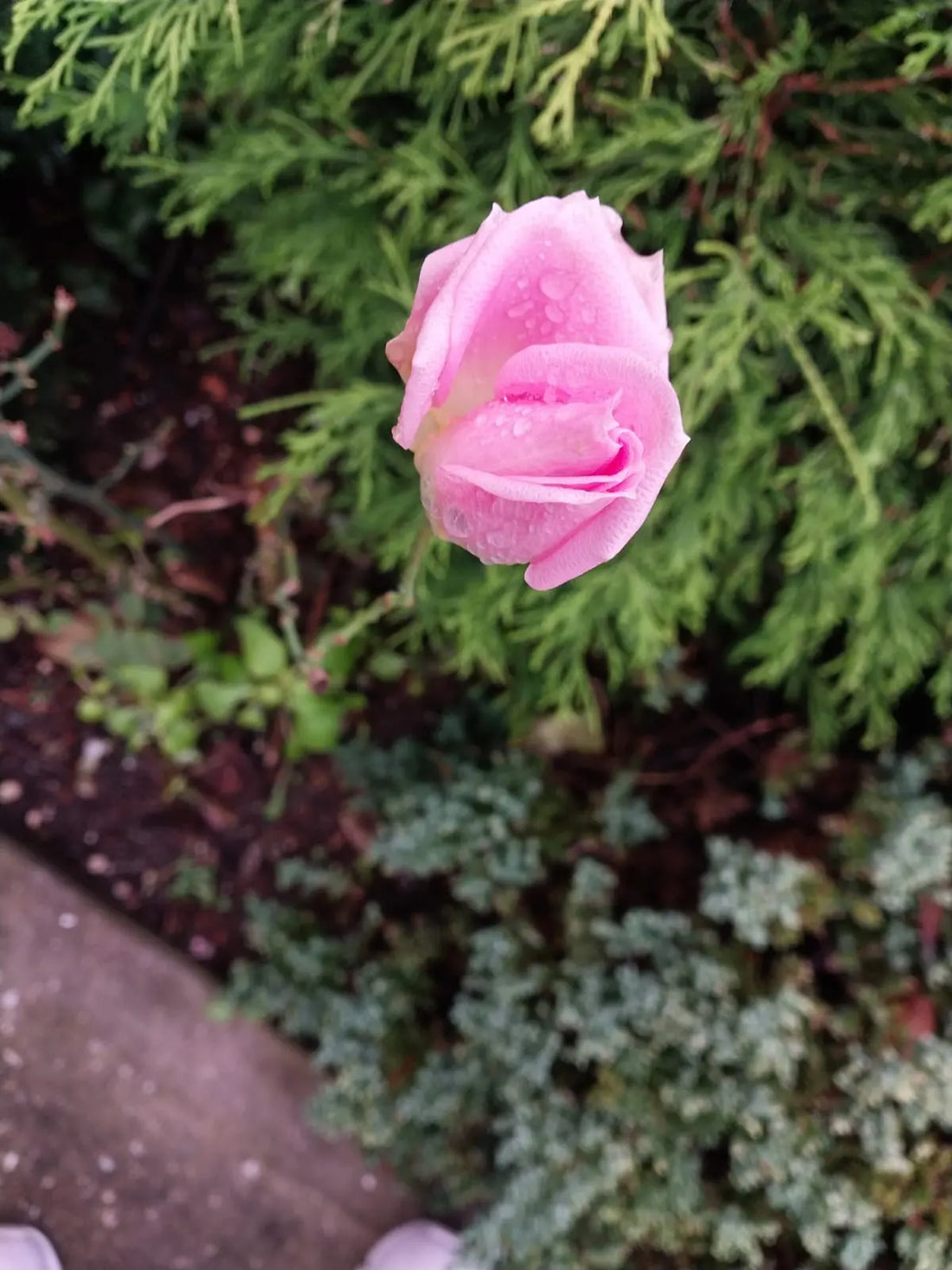 Pink Roses and Valentine's Day: A Match Made in Heaven