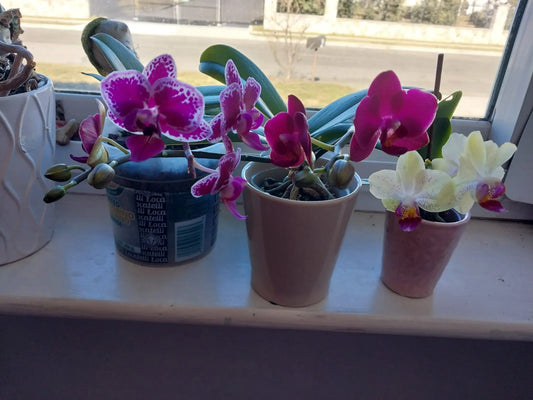 Orchids: A Blessing in Bloom