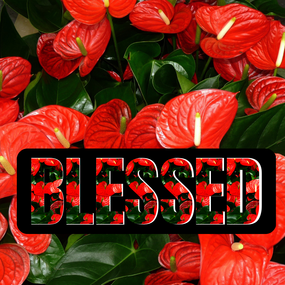 Anthuriumsflowers with the word blessed on it -MysticalCherry