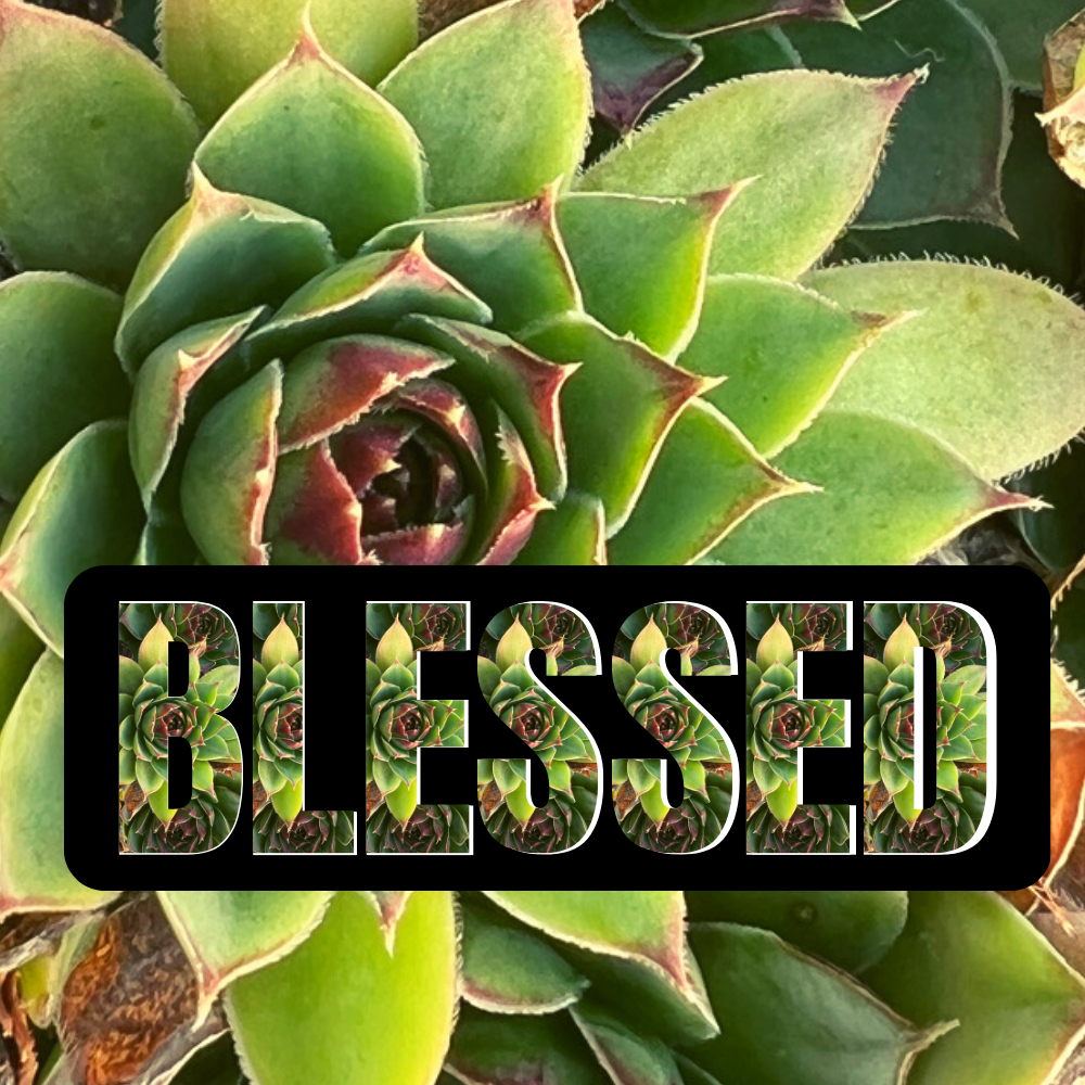 hen and chicken plant with the word blessed printed on it